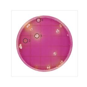 Petrifilm 3M Enterobacteriaceae plate