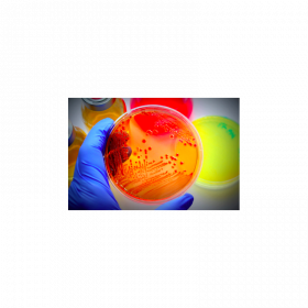Paper disc for antibiotics